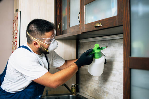 Best Mosquito Control Services  in Grain Valley, MO