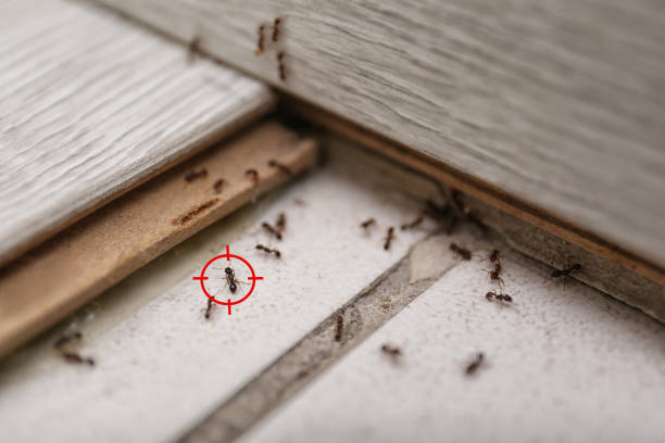 Best Pest Inspection Near Me  in Grain Valley, MO