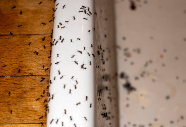 Wasp Removal Services in Grain Valley, MO
