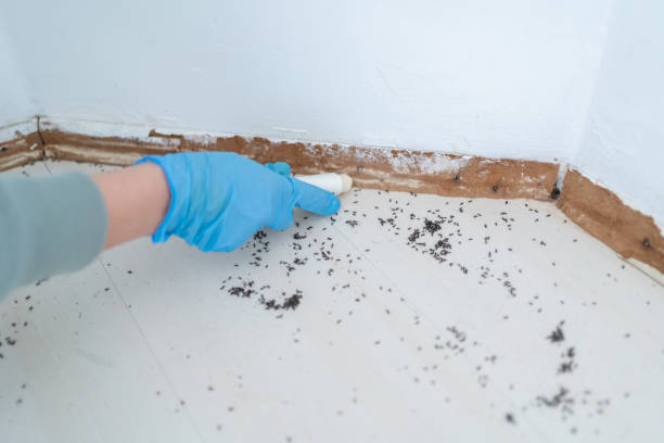 Best Wasp Removal Services  in Grain Valley, MO